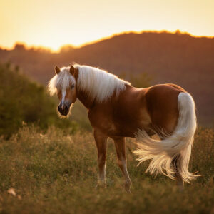 Allevamento LinFa / Bohemian Rhapsody - Stallone Haflinger