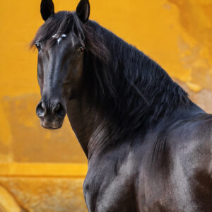 L'importanza della Fotografia Equestre