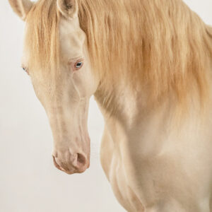 L'importanza della Fotografia Equestre